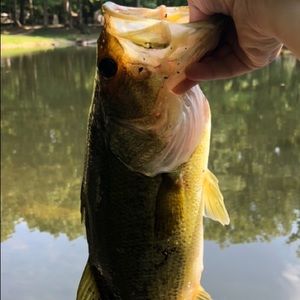 Meet your Posher, Clayton